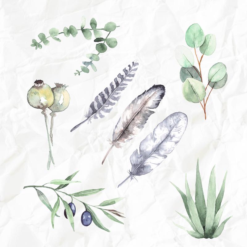 Set Aquarell-Zeichnungen "Federn&Pflanzen"