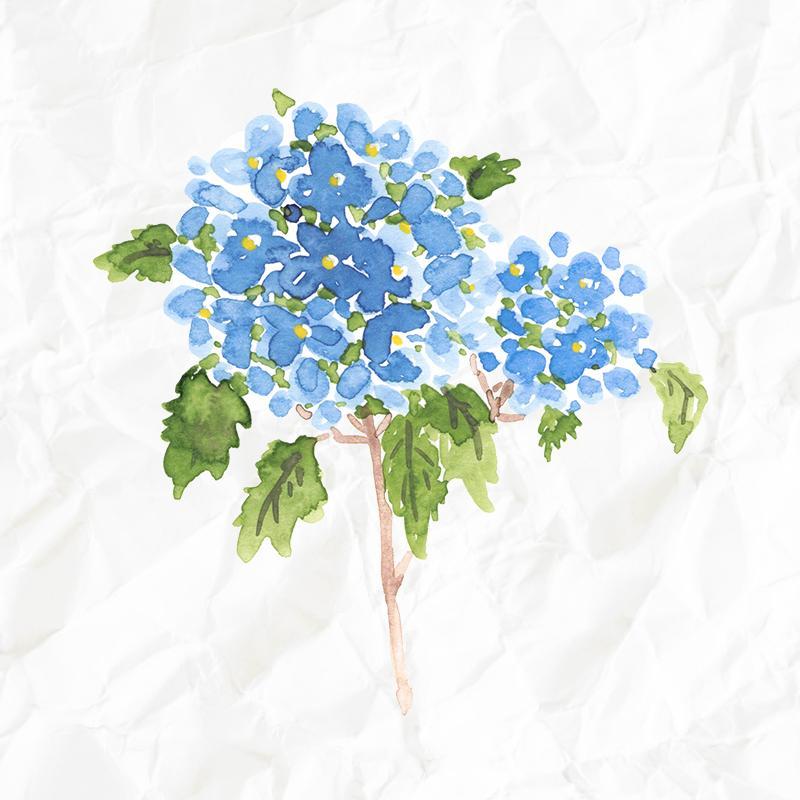Set Aquarell-Zeichnungen "Bunte Blumen"